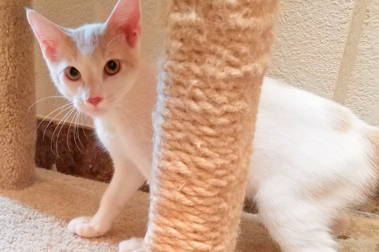 Kittens in Oklahoma City looking for their fur-ever homes