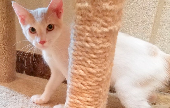 Kittens in Oklahoma City looking for their fur-ever homes