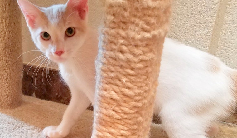 Kittens in Oklahoma City looking for their fur-ever homes