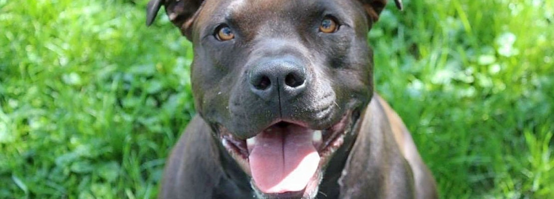 Puppies in Omaha looking for their fur-ever homes