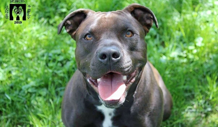 Puppies in Omaha looking for their fur-ever homes