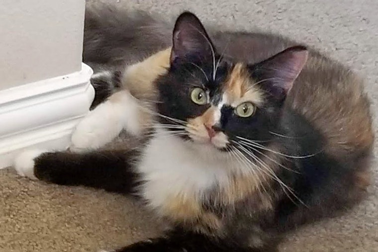 Cats in Austin looking for their fur-ever homes