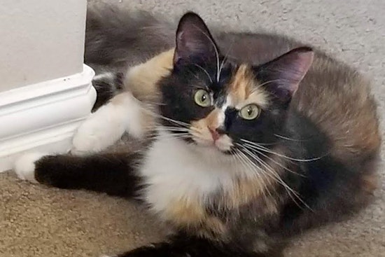 Cats in Austin looking for their fur-ever homes