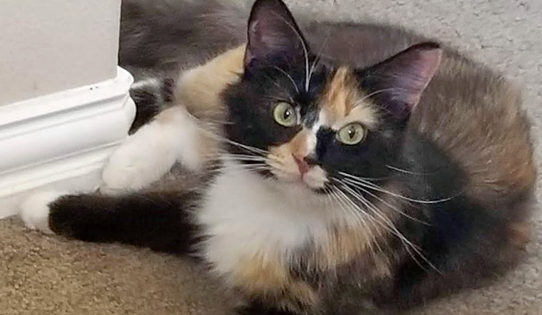 Cats in Austin looking for their fur-ever homes