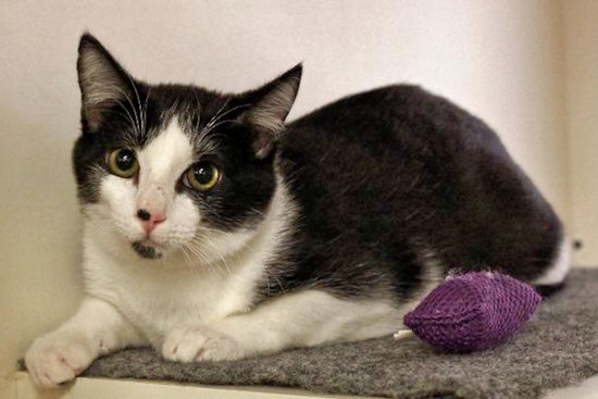 Cats in Arlington looking for their fur-ever homes