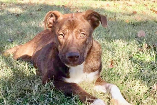 Dogs in Fort Worth looking for their fur-ever homes