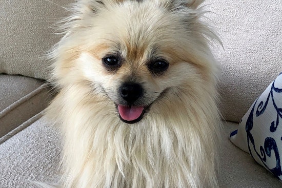 Dogs in Plano looking for their fur-ever homes