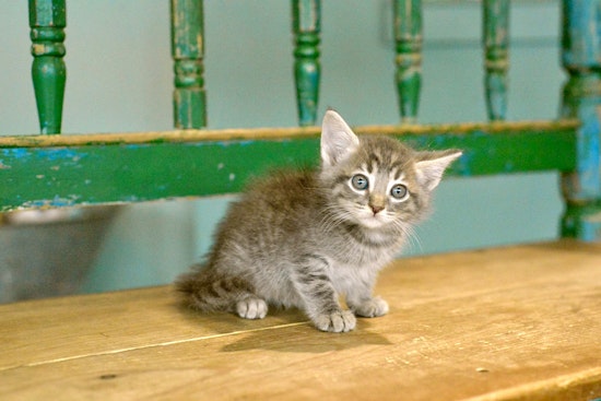 Kittens in San Antonio looking for their purr-ever homes