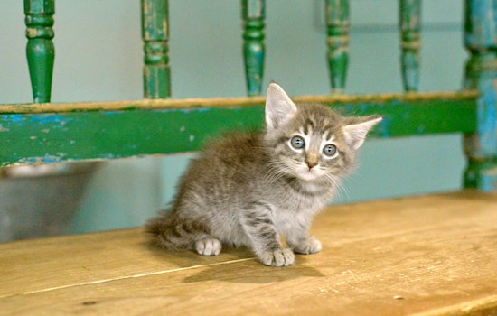 Kittens in San Antonio looking for their purr-ever homes