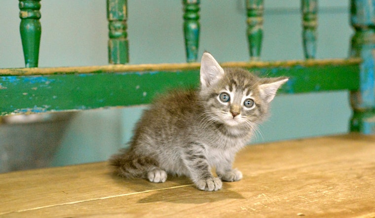 Kittens in San Antonio looking for their purr-ever homes