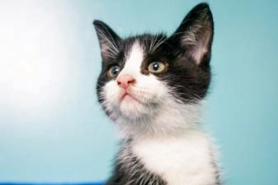 Kittens in New Orleans looking for their fur-ever homes
