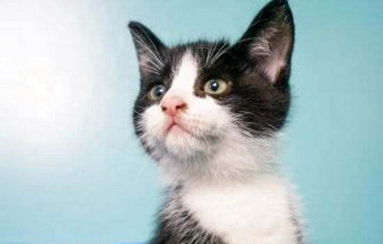 Kittens in New Orleans looking for their fur-ever homes