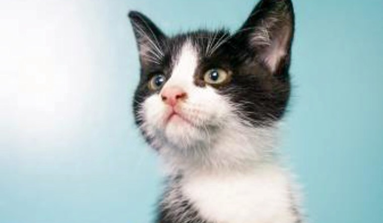 Kittens in New Orleans looking for their fur-ever homes