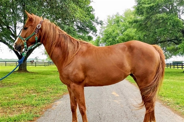 Horses in Houston looking for a more stable life
