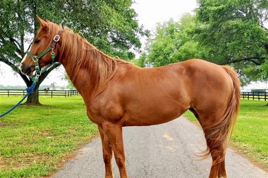 Horses in Houston looking for a more stable life