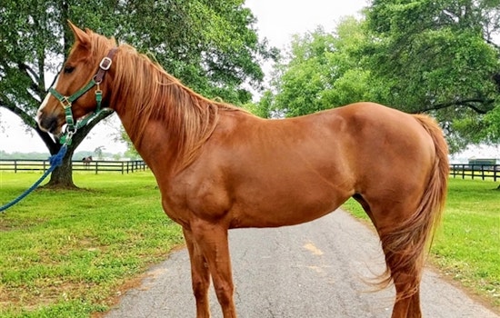 Horses in Houston looking for a more stable life