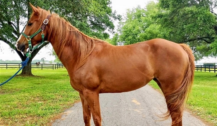 Horses in Houston looking for a more stable life