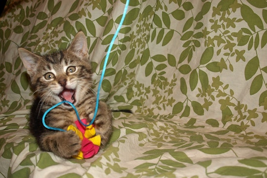 Kittens in Kansas City looking for their fur-ever homes