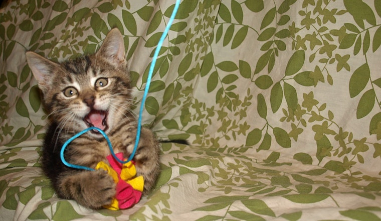 Kittens in Kansas City looking for their fur-ever homes