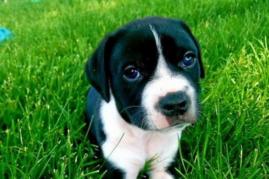 Puppies in St. Louis looking for their fur-ever homes
