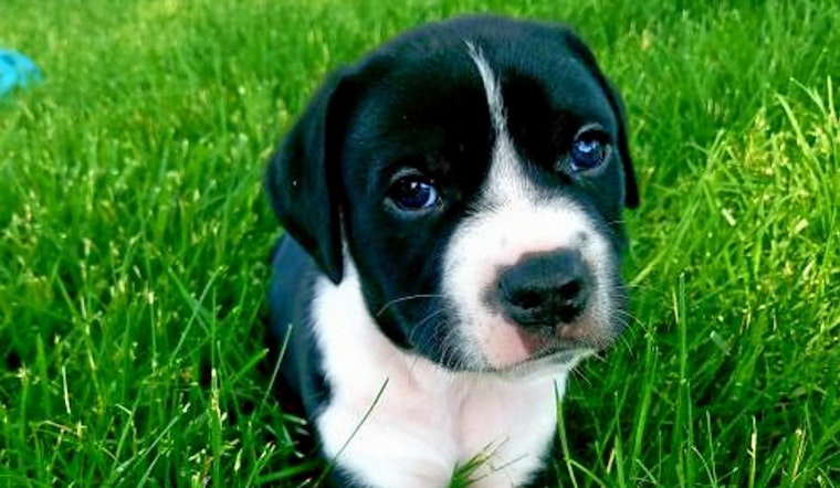 Puppies in St. Louis looking for their fur-ever homes
