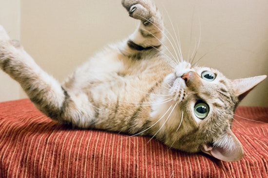Cats in Chicago looking for their fur-ever homes