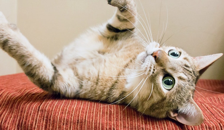 Cats in Chicago looking for their fur-ever homes