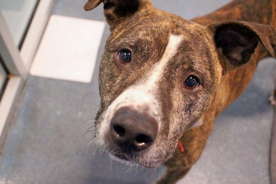 Dogs in Saint Paul looking for their fur-ever homes