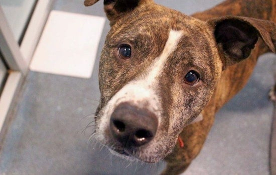 Dogs in Saint Paul looking for their fur-ever homes