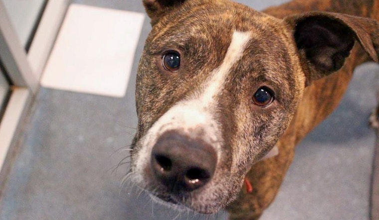 Dogs in Saint Paul looking for their fur-ever homes