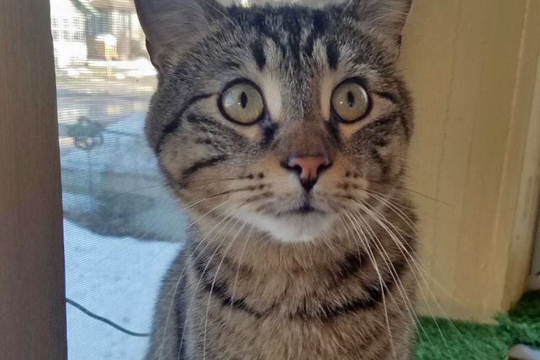 Cats in Minneapolis looking for their fur-ever homes
