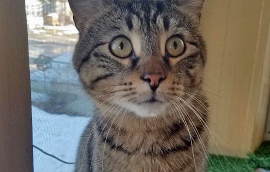 Cats in Minneapolis looking for their fur-ever homes