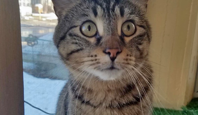 Cats in Minneapolis looking for their fur-ever homes