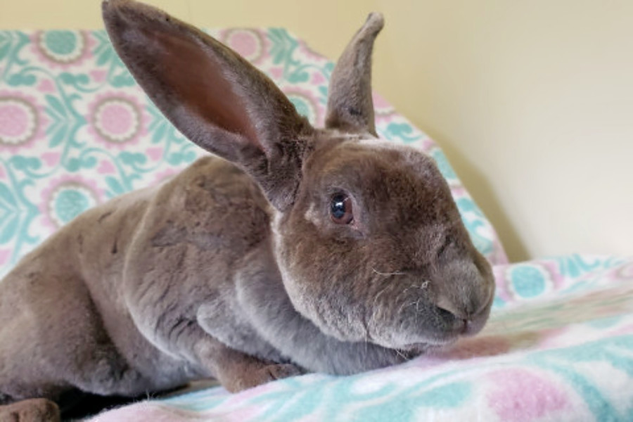 Rabbits in Indianapolis looking for their furever homes