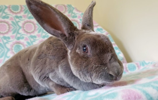 Rabbits in Indianapolis looking for their fur-ever homes