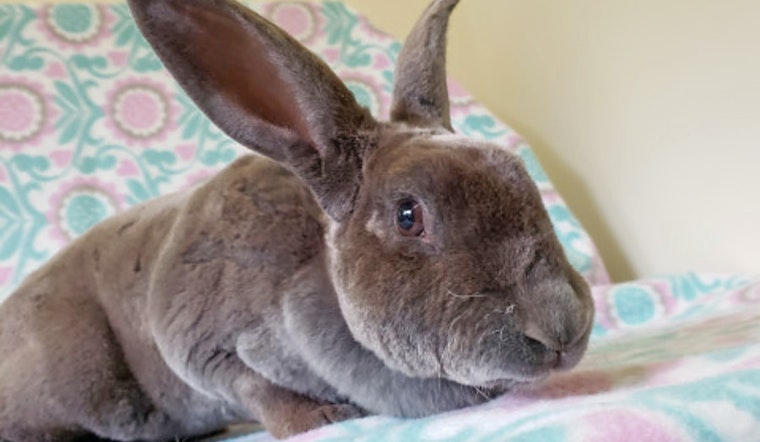 Rabbits in Indianapolis looking for their fur-ever homes