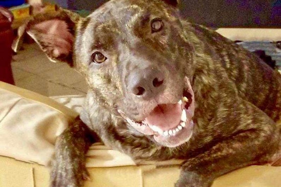 Puppies in Tampa looking for their fur-ever homes