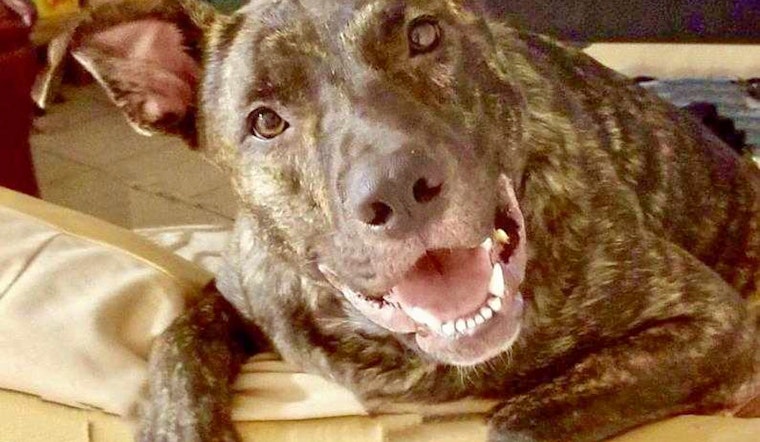 Puppies in Tampa looking for their fur-ever homes