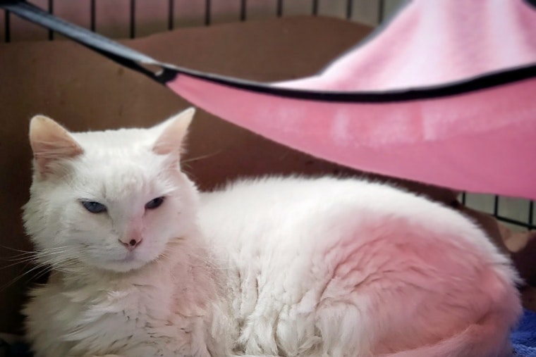 Cats in Miami looking for their fur-ever homes