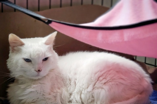 Cats in Miami looking for their fur-ever homes