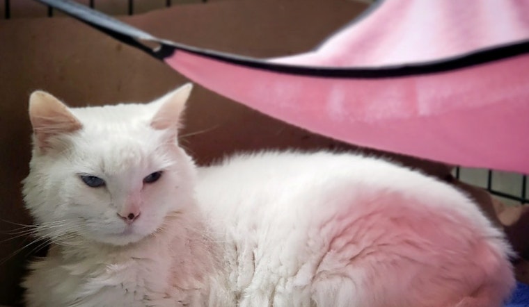 Cats in Miami looking for their fur-ever homes