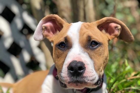 Puppies in Charlotte looking for their fur-ever homes