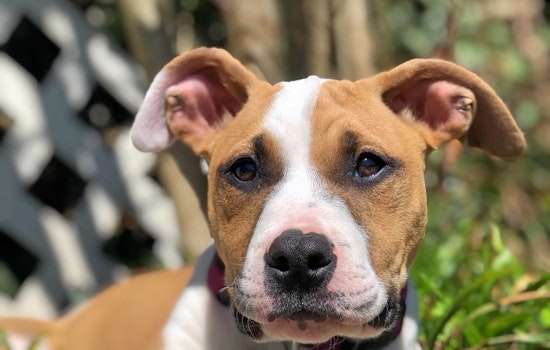 Puppies in Charlotte looking for their fur-ever homes