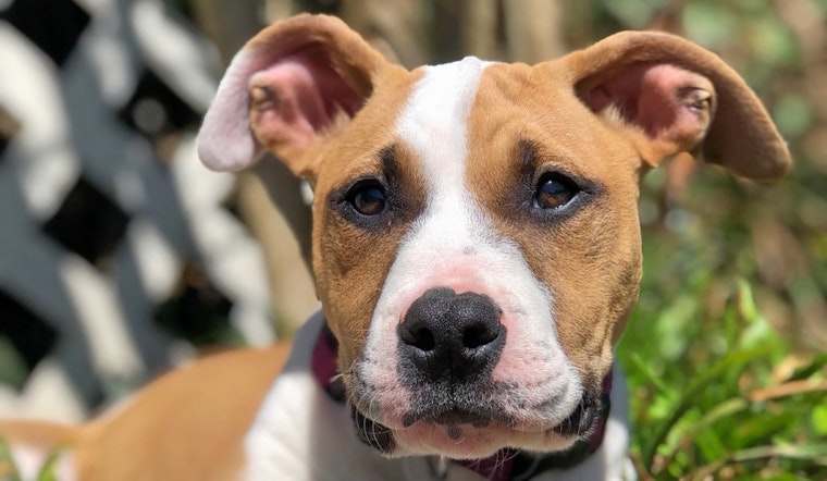 Puppies in Charlotte looking for their fur-ever homes