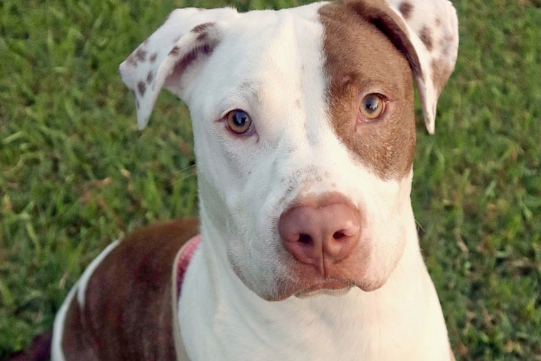Puppies in Raleigh looking for their fur-ever homes
