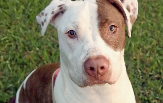 Puppies in Raleigh looking for their fur-ever homes