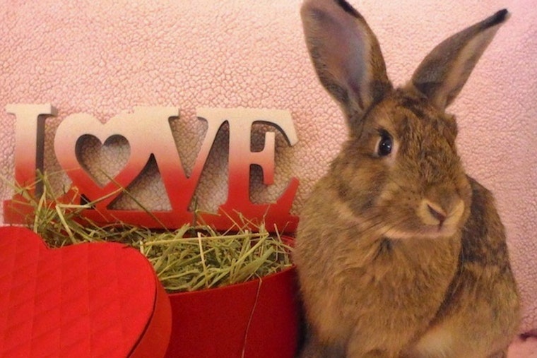 Rabbits in Louisville looking for their fur-ever homes