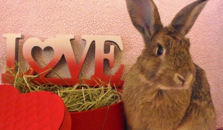 Rabbits in Louisville looking for their fur-ever homes