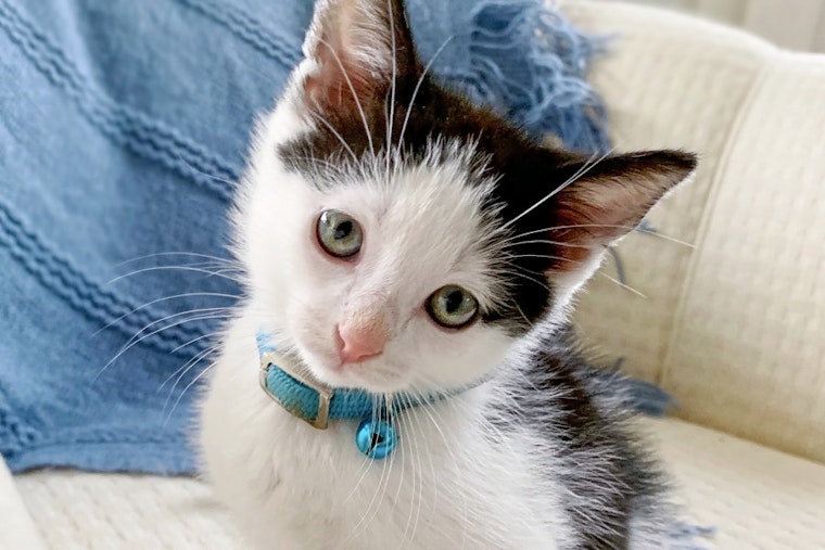 Kittens in Cincinnati looking for their fur-ever homes