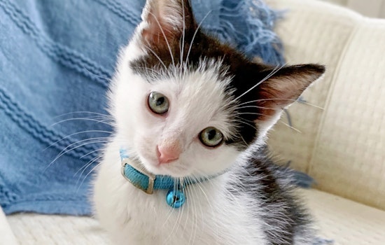 Kittens in Cincinnati looking for their fur-ever homes